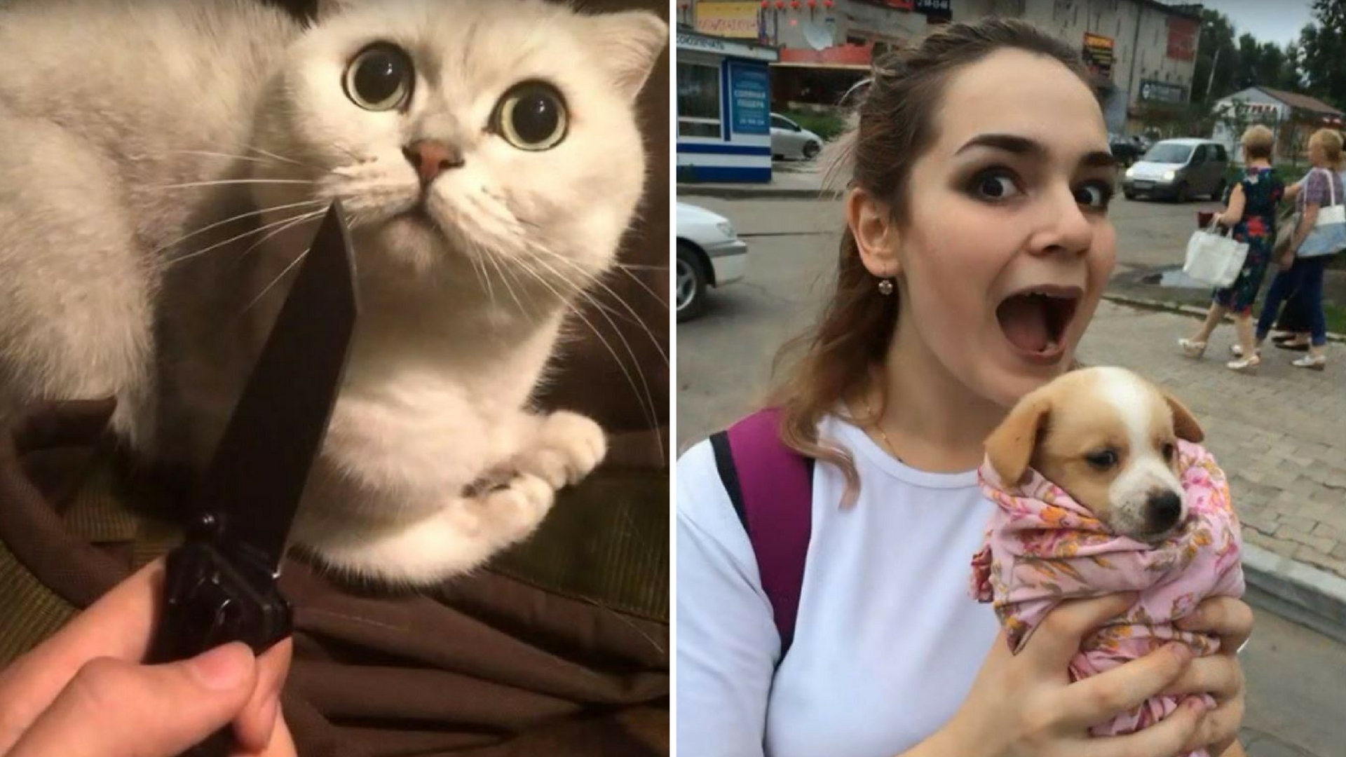 Russia Jails Two for Torturing, Killing Animals and Filming It